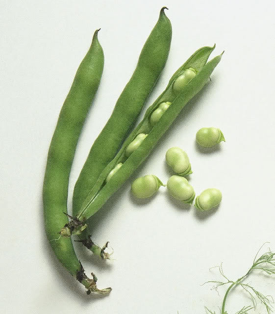 Broad Bean 'Aquadulce'