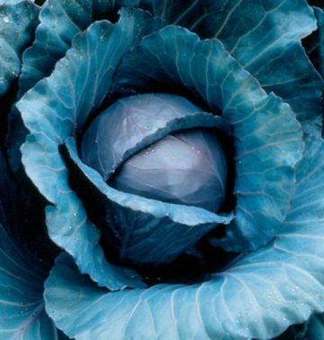 Cabbage 'Red Express'