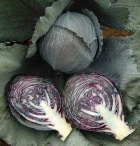 Cabbage 'Integro' F1
