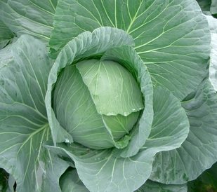 Cabbage 'Golden Acre'
