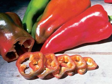 Capsicum 'Italia'