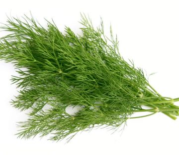 Dill