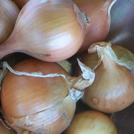 Onion 'NZ Creamgold'