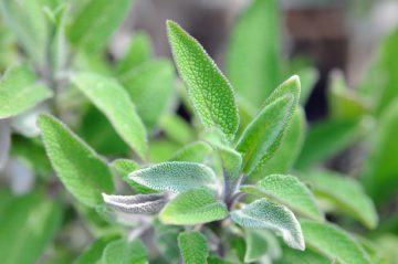 Sage (Garden Sage)