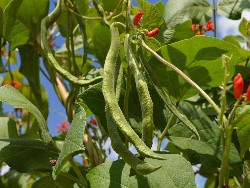 7 Year Bean 'Scarlet Runner'