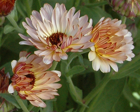 Calendula 'Strawberry Blonde'