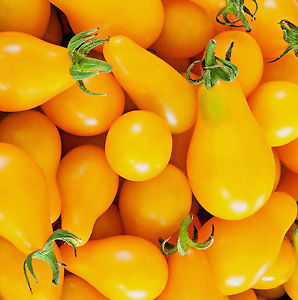 Tomato 'Fargo Yellow Pear'