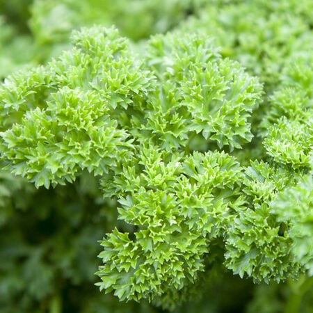 Parsley 'Triple Curl'