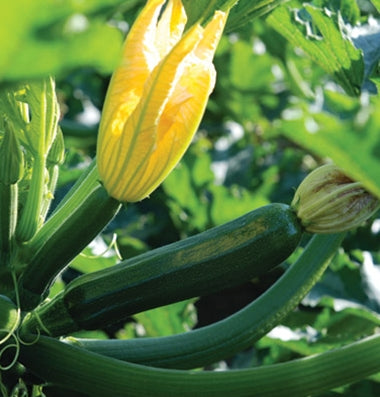 Zucchini 'DarkStar'