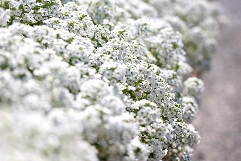 Alyssum 'Carpet Of Snow'