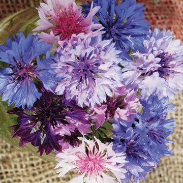 Bachelor Button 'Polka Dot Blend'