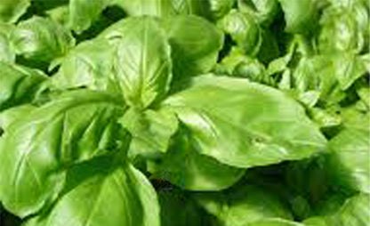 Basil 'Sweet'