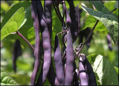 Bean 'Purple King'