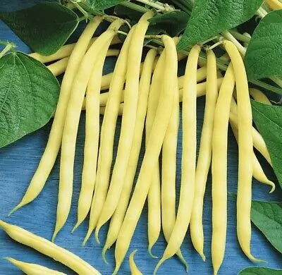 Bean 'Dior'