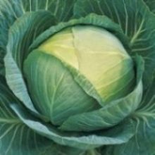Cabbage 'Passat' F1