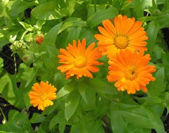 Calendula