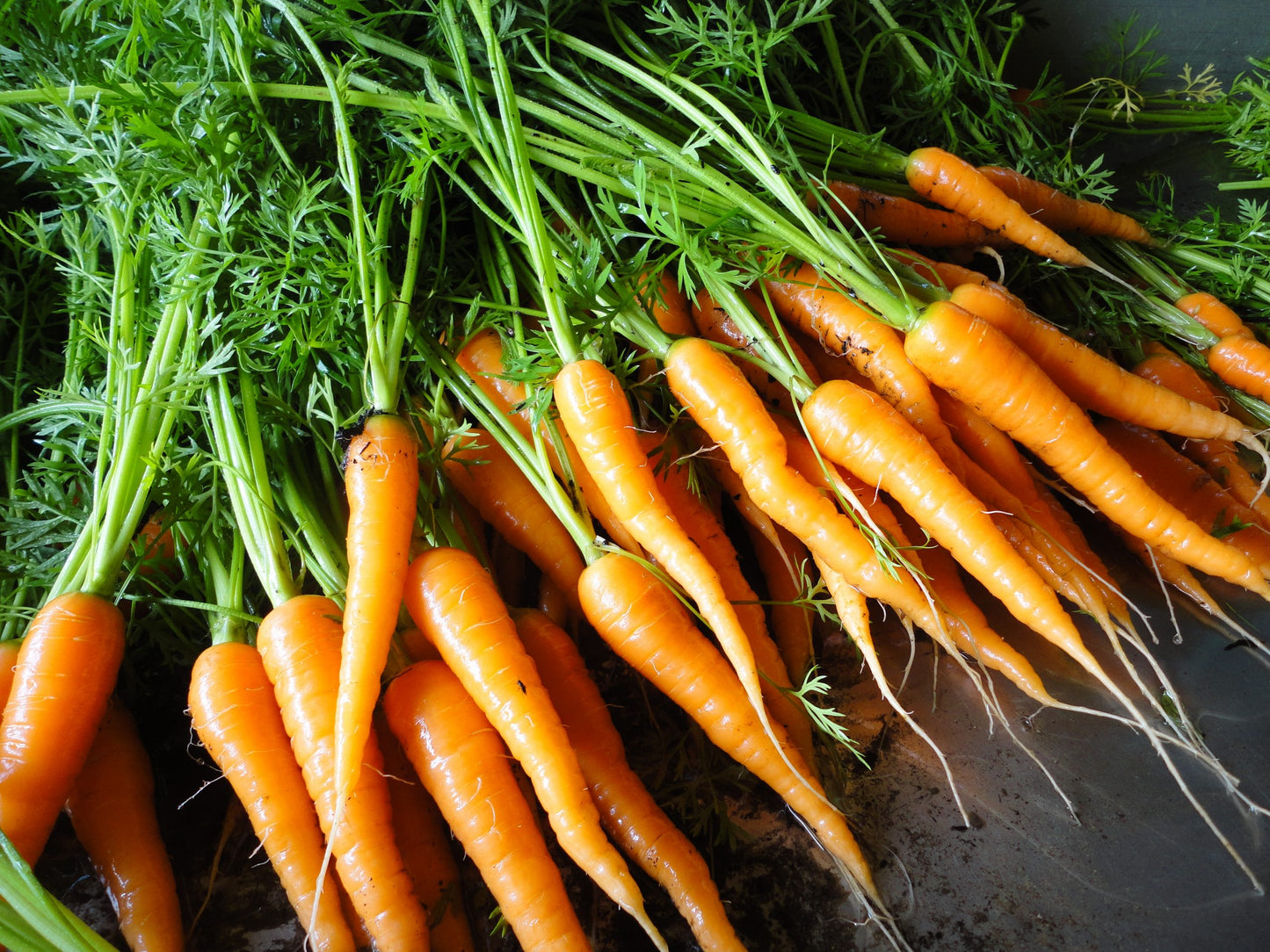 Carrot 'Danvers 126'