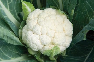 Cauliflower 'Skywalker' F1