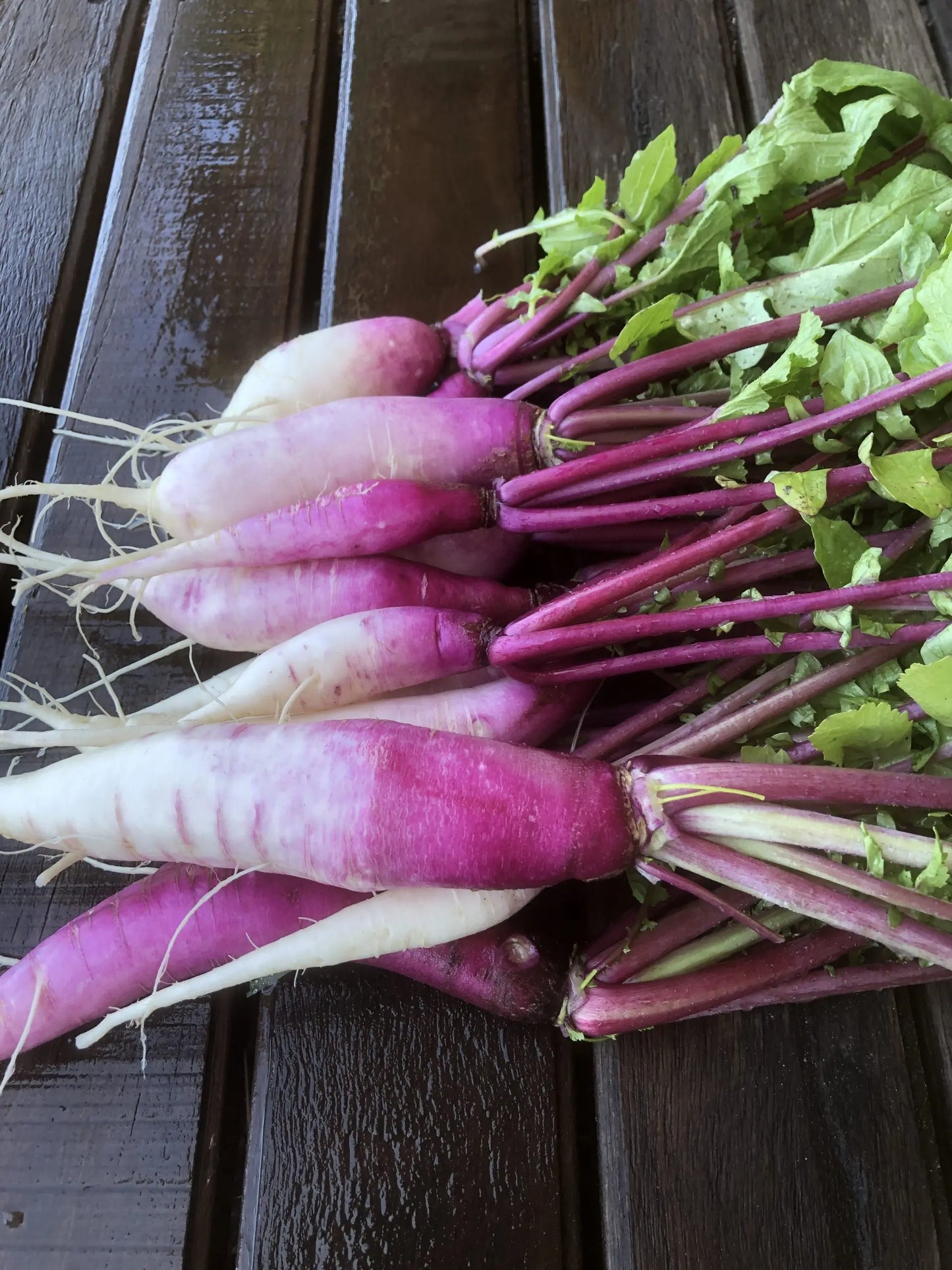 Radish "China Rose"