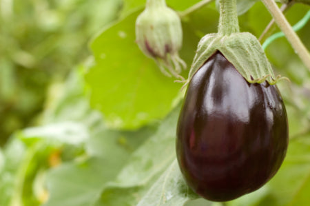 Eggplant 'Black Beauty'