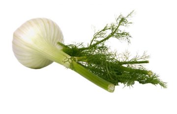 Fennel 'Florence'
