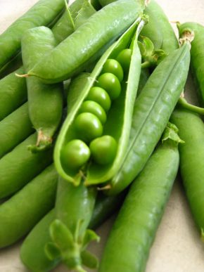 Shelling Pea 'Greenfeast'