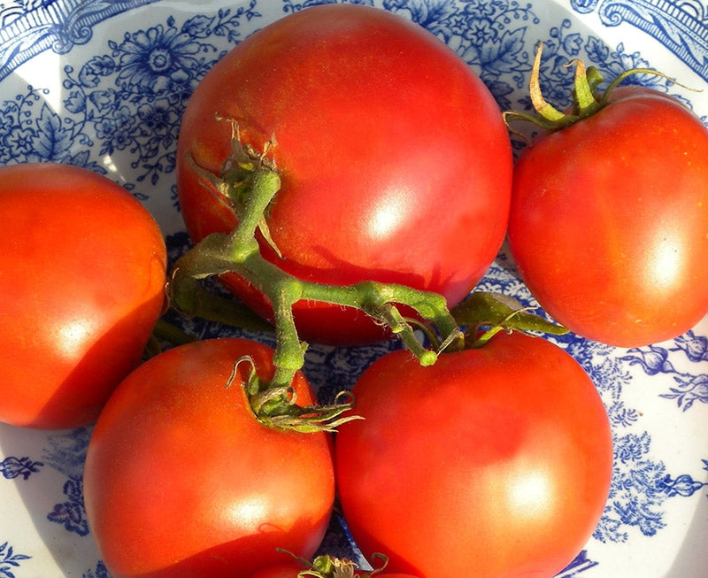 Tomato 'Grosse Lisse'
