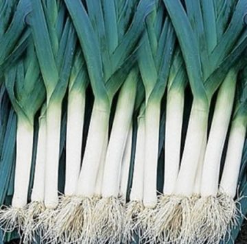 Leek 'Blue Solaise'