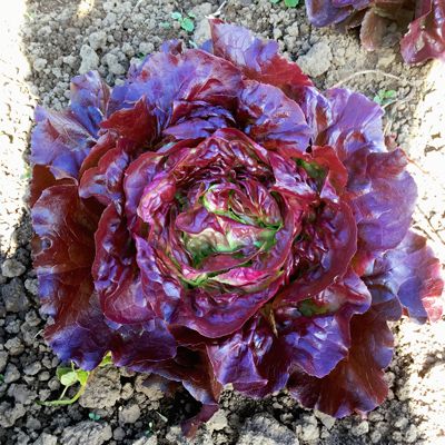 Lettuce 'Skyphos'