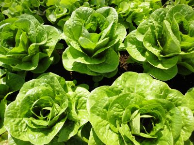 Lettuce 'Winter Density'