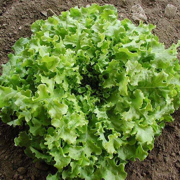Lettuce 'Green Salad Bowl'