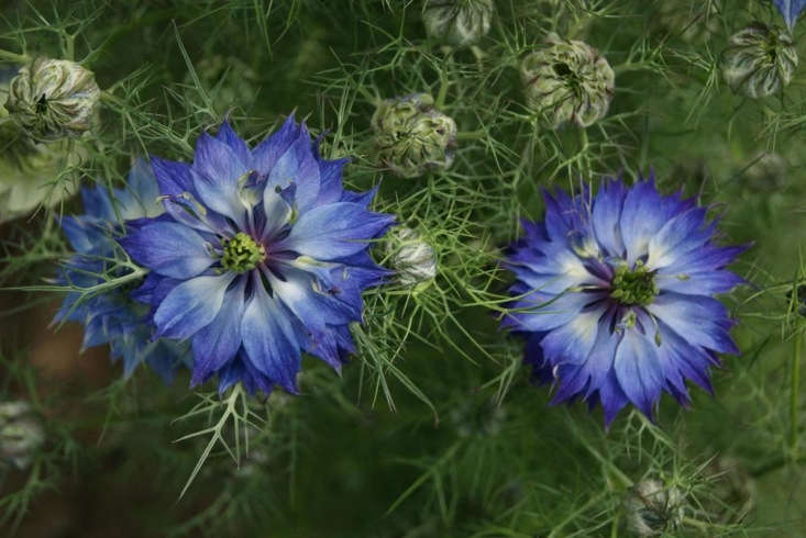 Love In A Mist