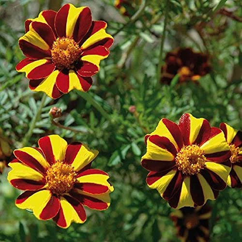 Pinwheel Marigold