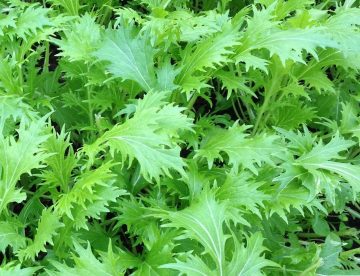 Mizuna Asian Greens