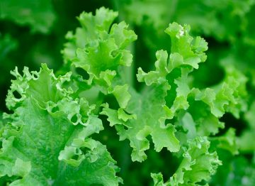 Mustard 'Green wave'
