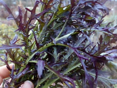 Mustard 'Ruby Streaks'