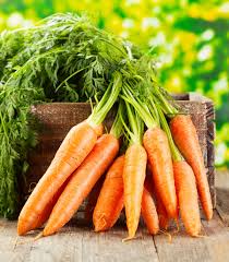 Carrot 'Nantes F1'