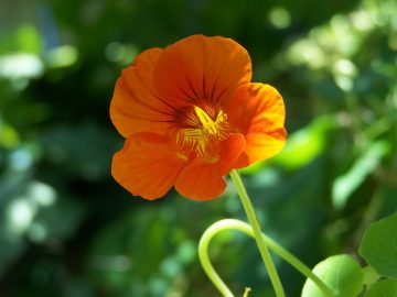 Nasturtium 'Jewel Mix'