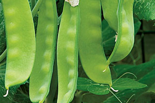 Snow Pea 'Oregon Giant Sugar Pod'