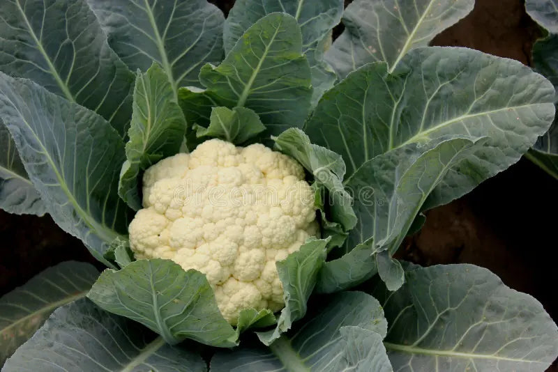 Cauliflower 'Snowball'