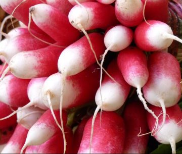 Radish 'French Breakfast'