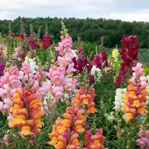 Snapdragon 'Lion's Mouth blend'
