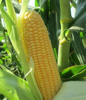 Corn 'True Gold'