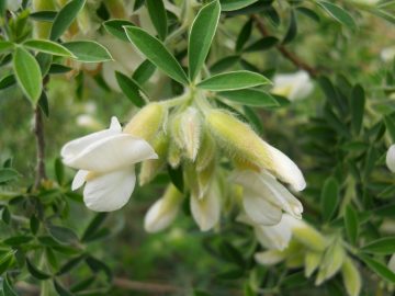 Tagasaste (Tree Lucerne)