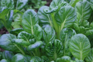 Tatsoi Seed Organic