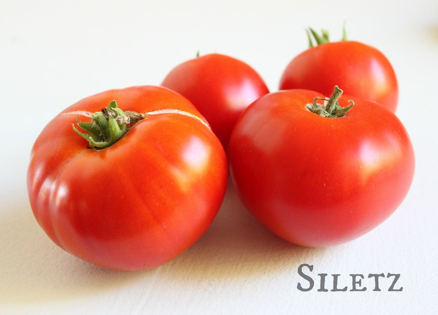 Tomato 'Siletz'