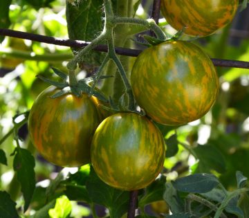 Tomato 'Green Zebra'