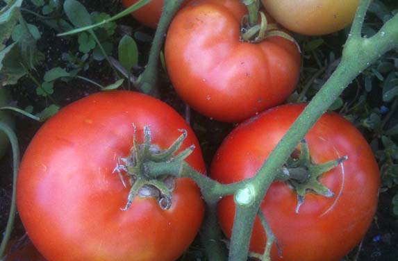 Tomato 'Legend'