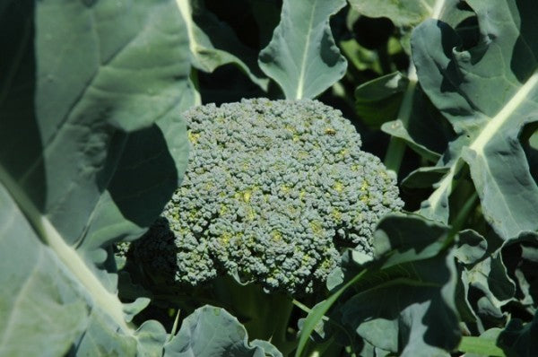 Broccoli 'Umpqua' Seed Organic