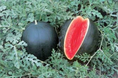 Watermelon 'Blacktail Mountain'